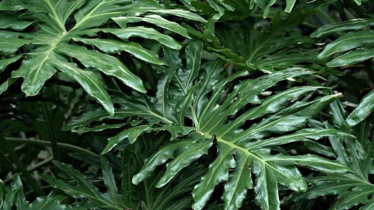 adubo-magico-plantas-incriveis