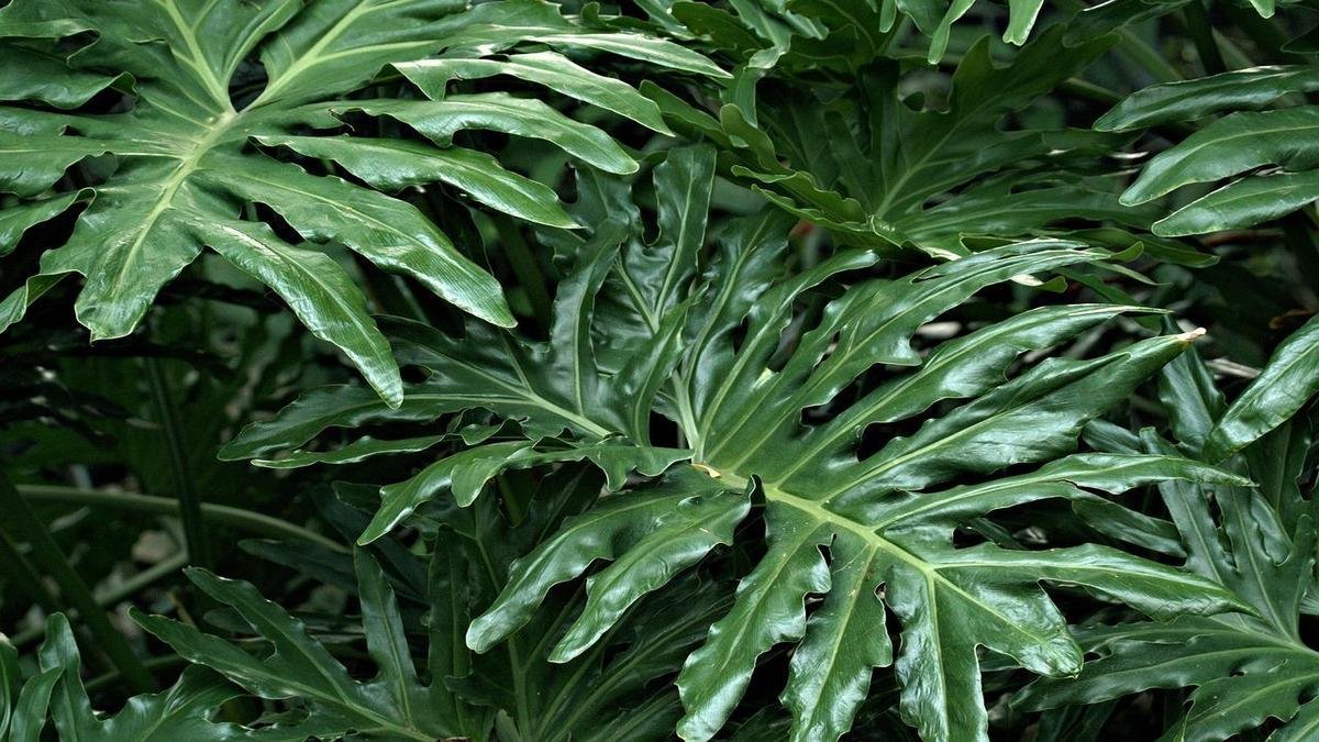adubo-magico-plantas-incriveis