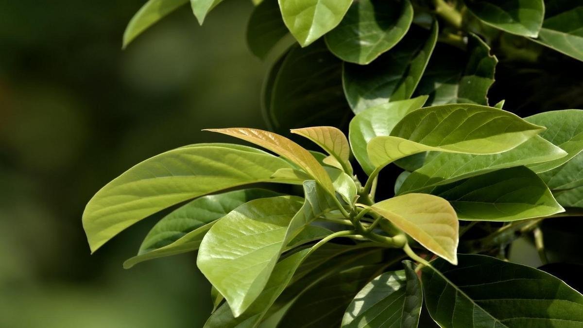 Benefícios do adubo mágico para melhorar crescimento das plantas