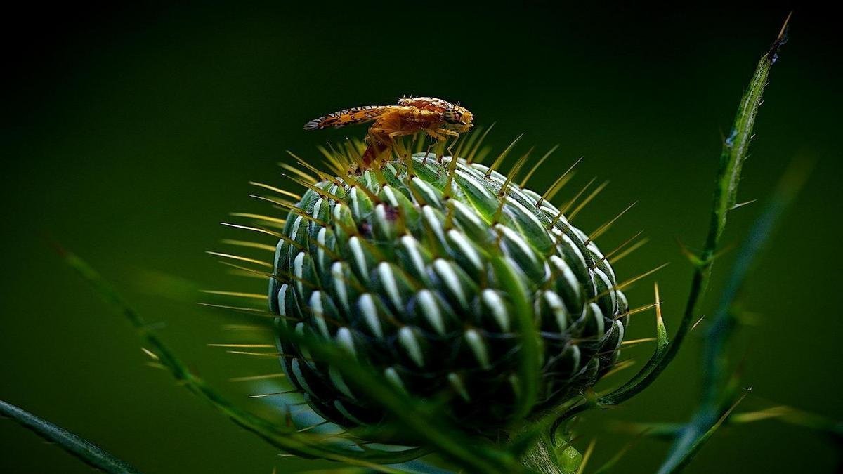 Como identificar as pragas mais comuns no seu jardim