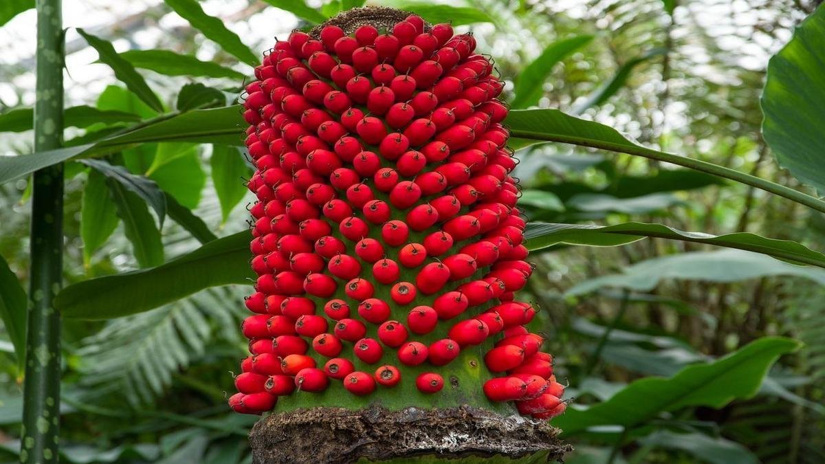Como você cuida de plantas que gostam de umidade