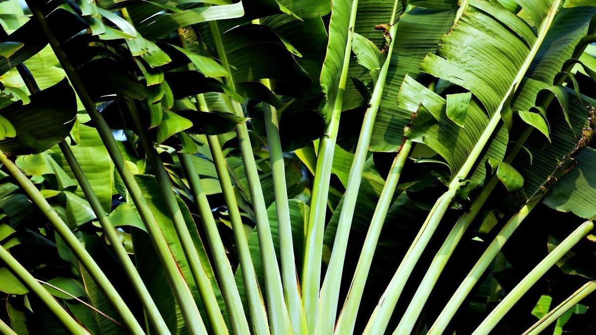 Plantas Que Amam Umidade: Veja Quais!