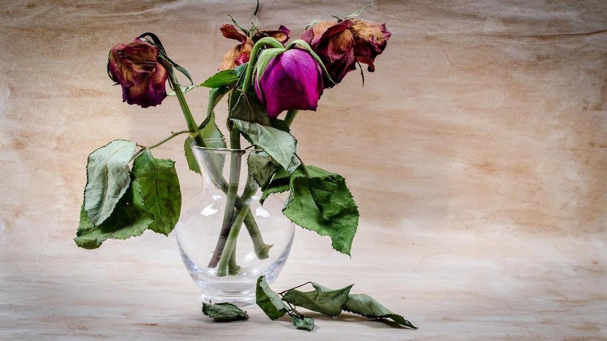 flores-que-duram-o-segredo-revelado