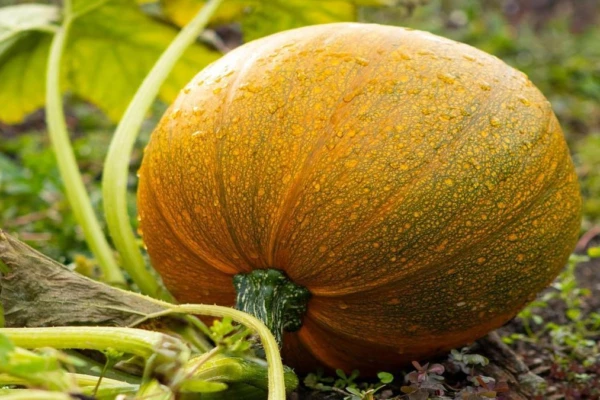 horta-caseira-alimentos-frescos-sempre
