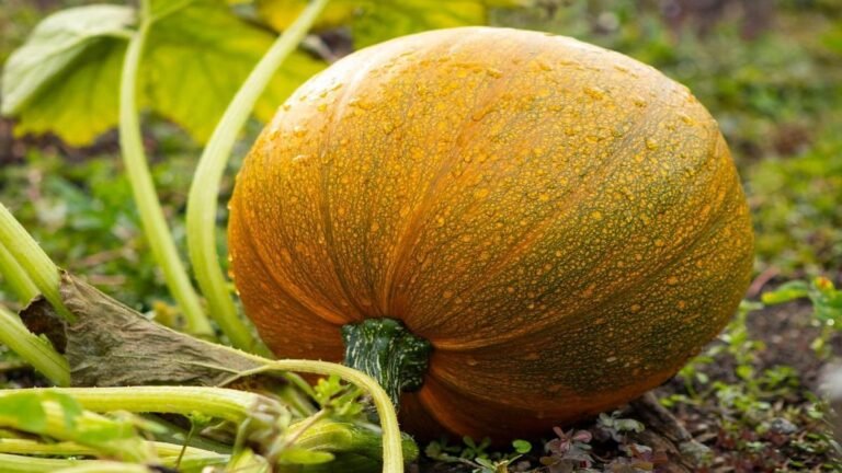 horta-caseira-alimentos-frescos-sempre