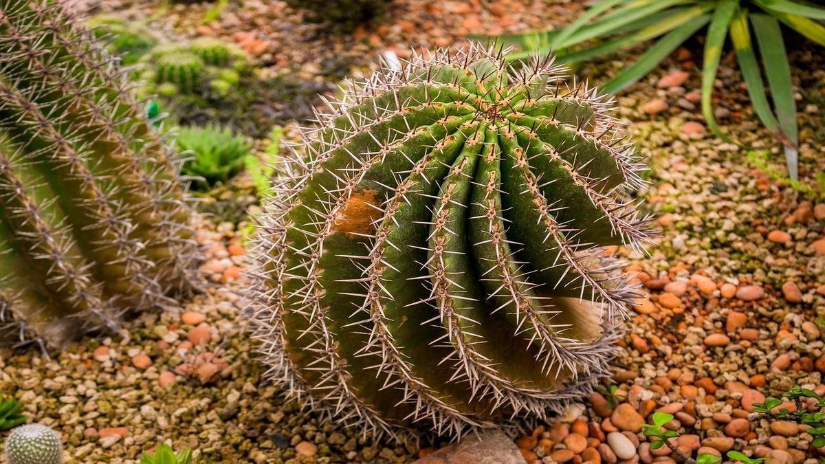 Kit inicial para jardinagem e dicas práticas de jardinagem para começar