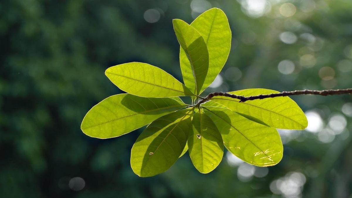 Manejo natural: controle de pragas e práticas sustentáveis para sua horta caseira