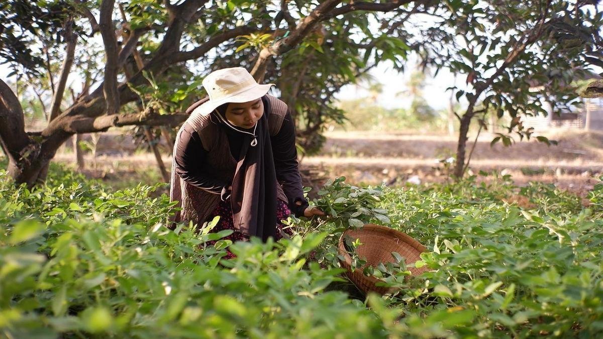 Métodos ecológicos de controle para proteger suas plantas