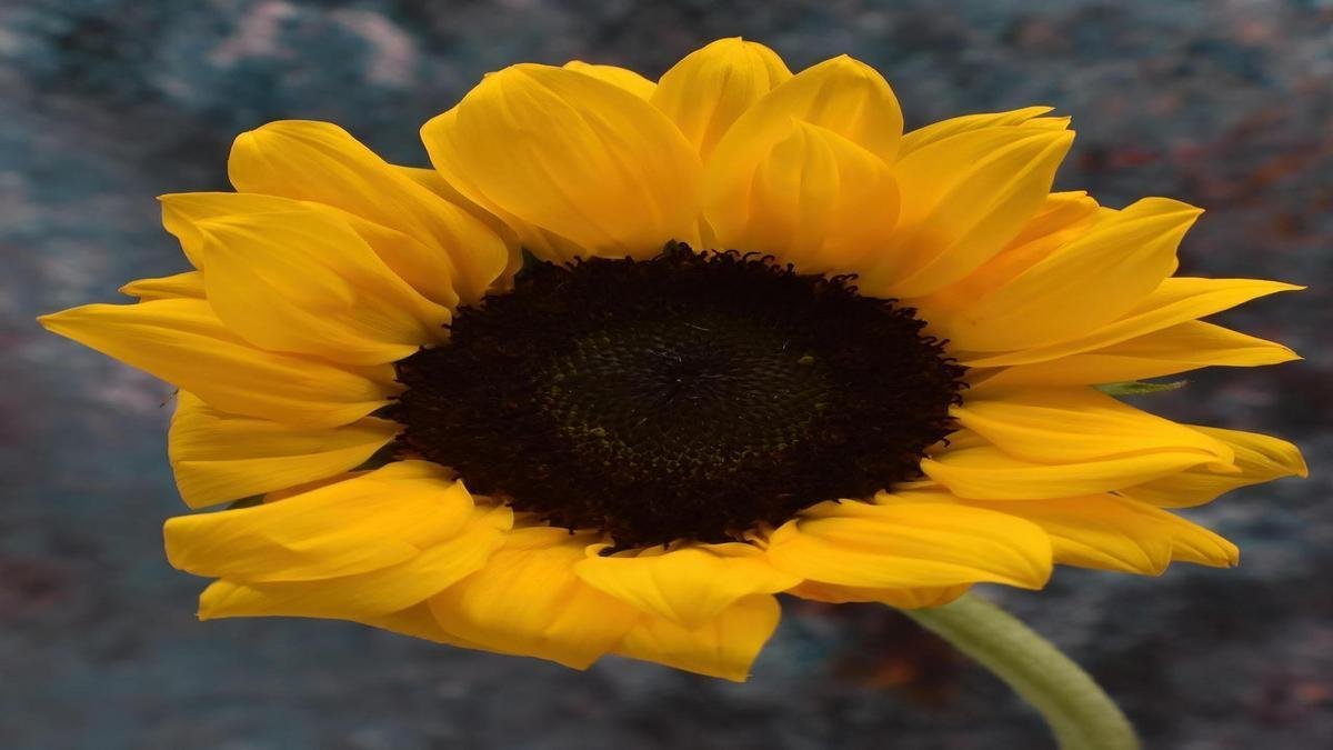 Montagem de canteiros e vasos para jardinagem em sol pleno