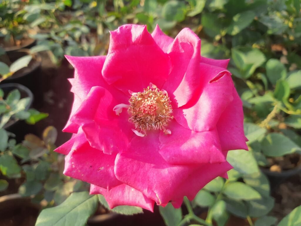 Rosa do Deserto: Dicas Infalíveis para Florescer Sempre