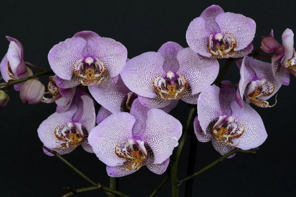 orquideas-floresca-a-sua-agora