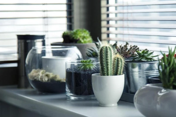 plantas-dentro-de-casa-saude-e-calma