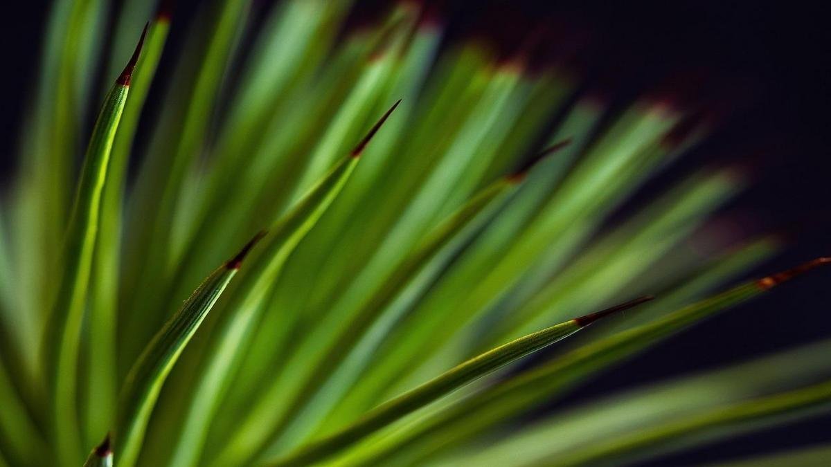 Plantas fáceis que afastam más vibrações e plantas para afastar má energia quando você tem pouco tempo