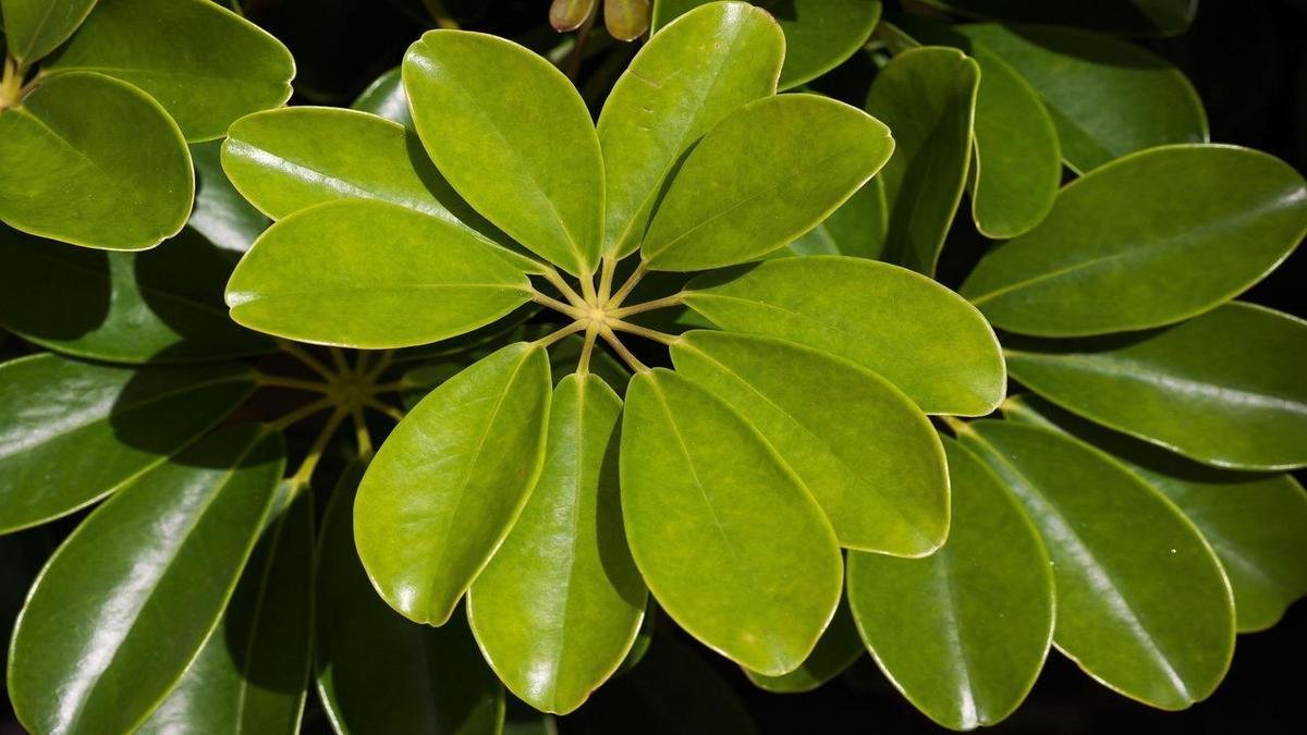 Plantas para varanda úmida e plantas tropicais que gostam de umidade