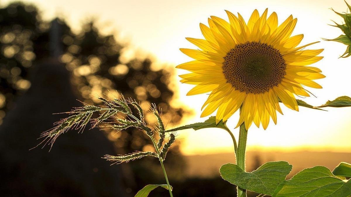Plantas Que Amam Sol Pleno: Descubra as Melhores Espécies