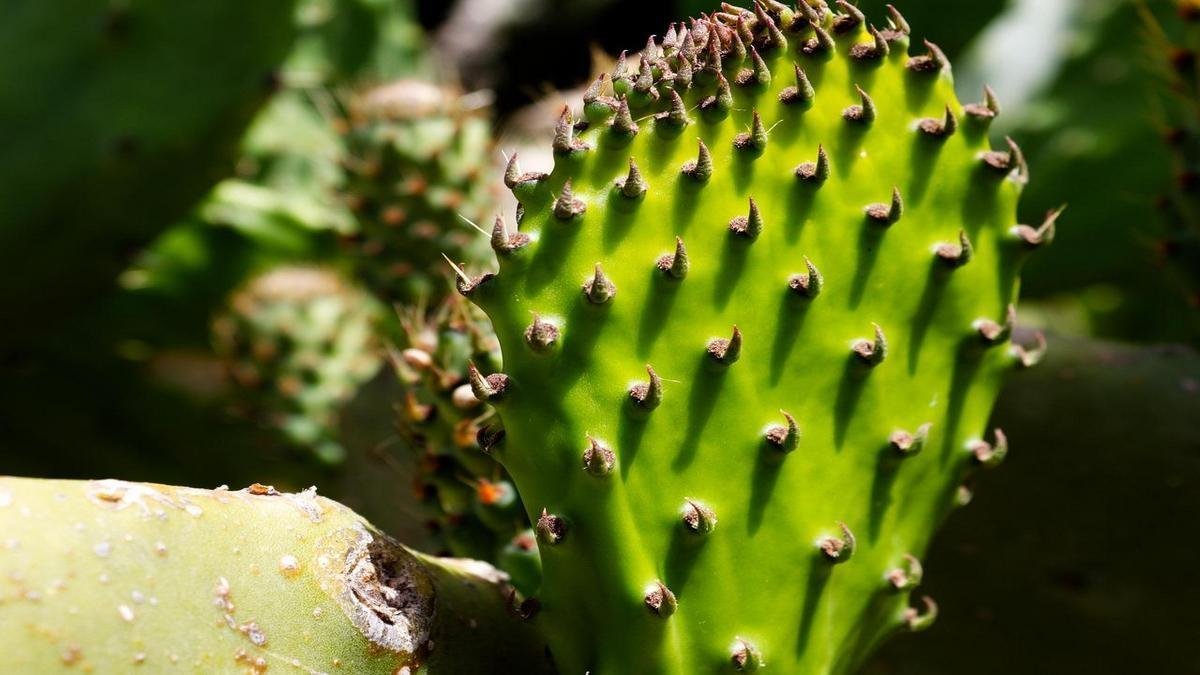 Plantas que afastam más vibrações e trazem boas energias ao lar