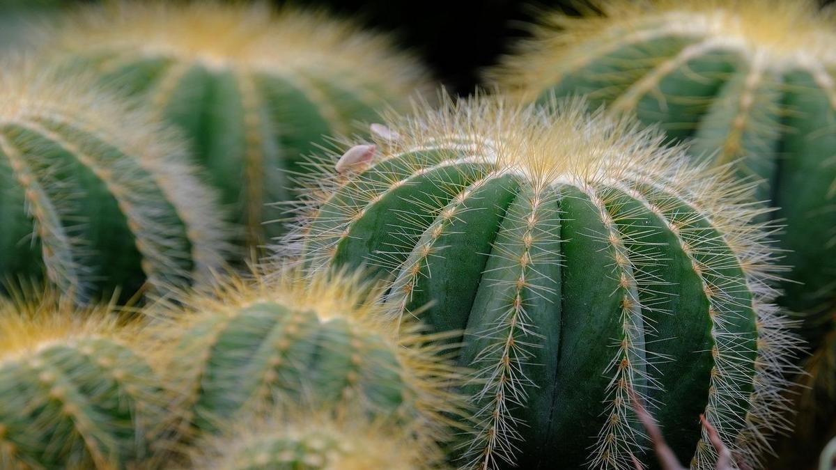 Cactos & Suculentas: Nunca Mais Morrem!