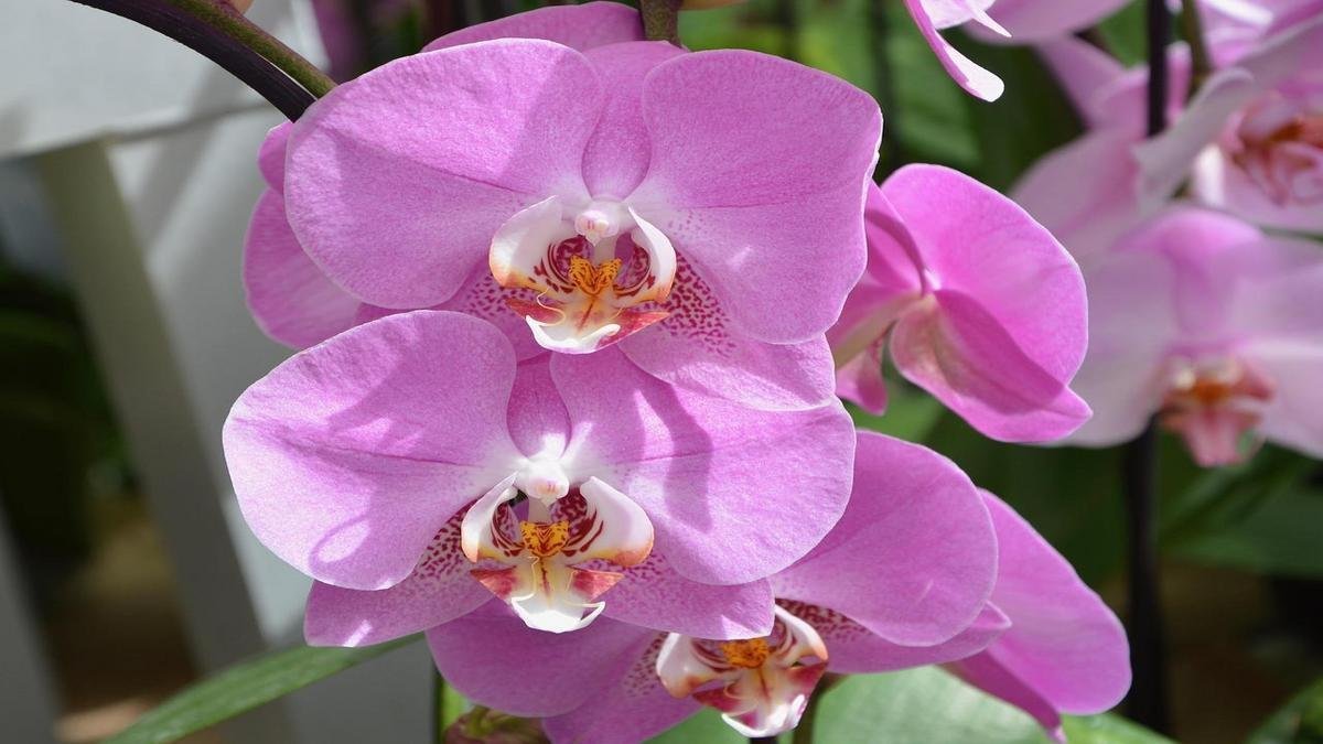 Rega e adubação para orquídeas: quanto e quando regar e fertilizar