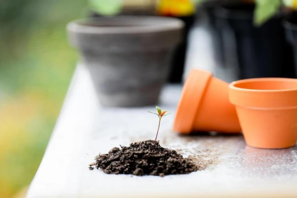 rega-perfeita-sem-erros-na-sua-planta