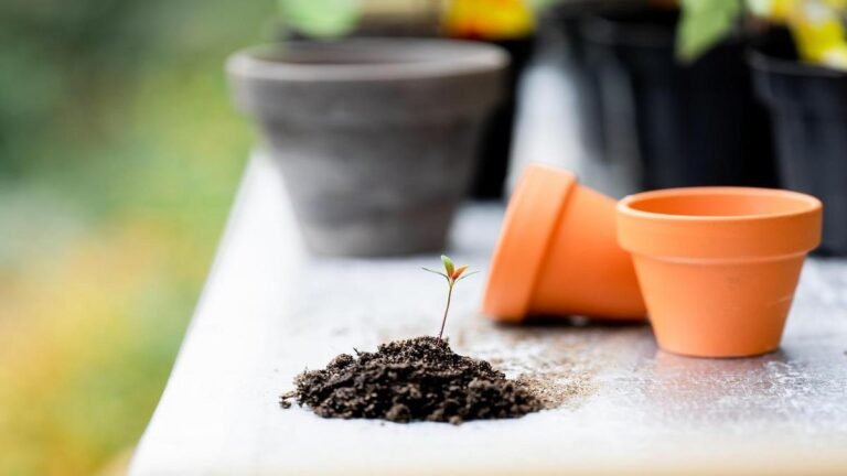 rega-perfeita-sem-erros-na-sua-planta