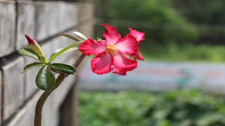 rosa-do-deserto-floresca-sem-parar