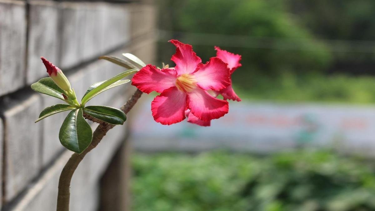 rosa-do-deserto-floresca-sem-parar