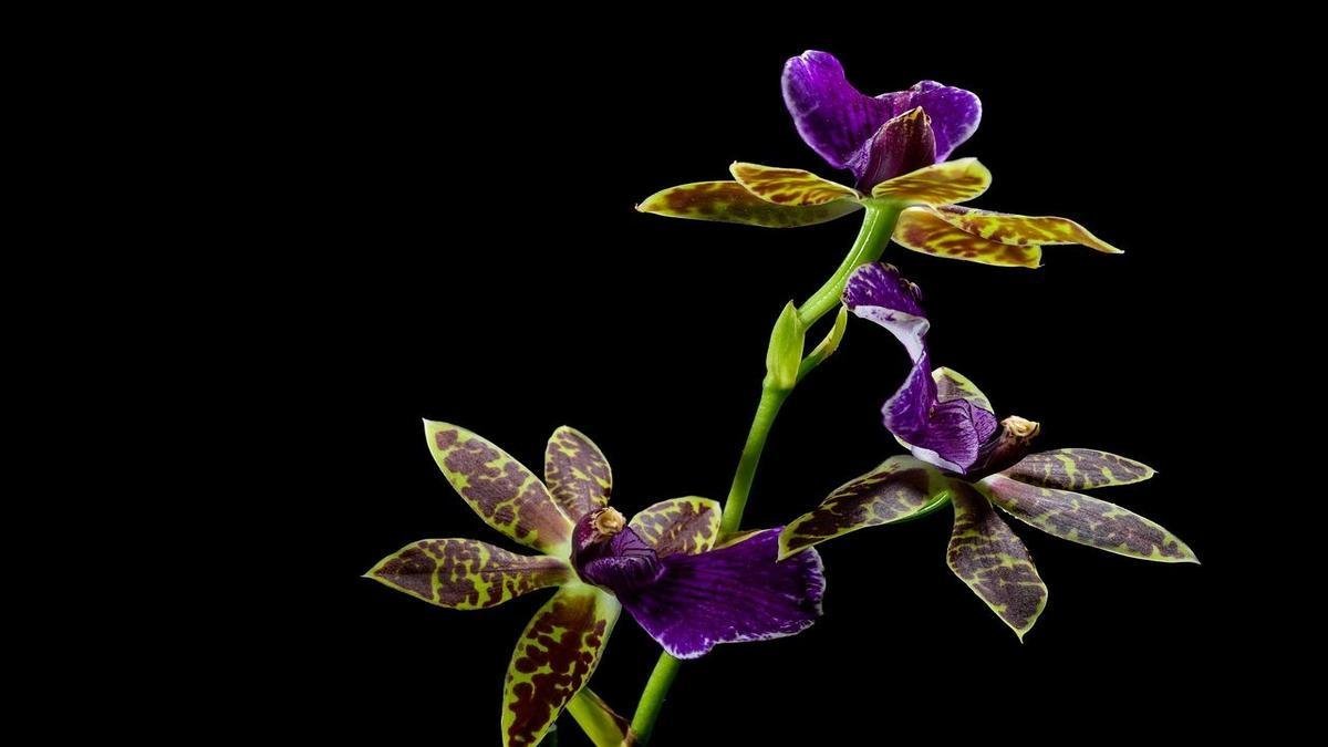 Segredos das orquídeas floridas: Saiba como mantê-las perfeitas