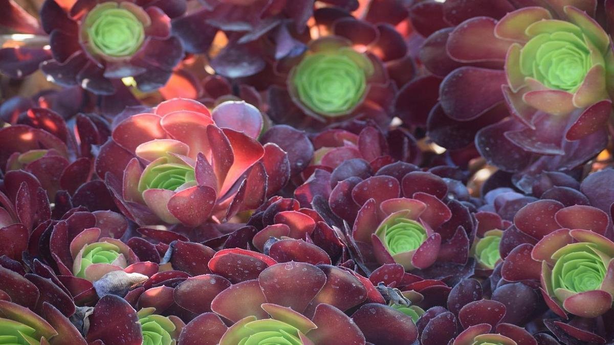 Suculentas e cactos para sol intenso: opções e manejo simples
