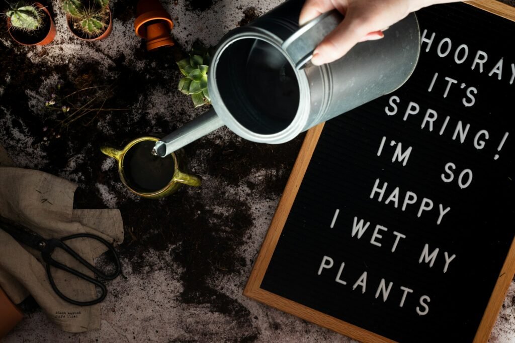 Rega Perfeita: Dicas para Nunca Errar Com Suas Plantas
