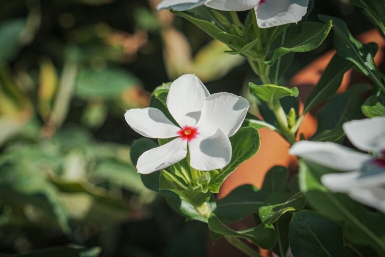 Plantas Que Florescem o Ano Inteiro