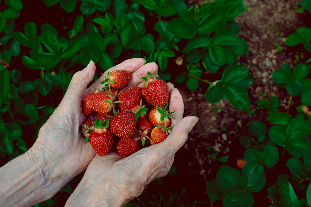 Strawberry cultivation