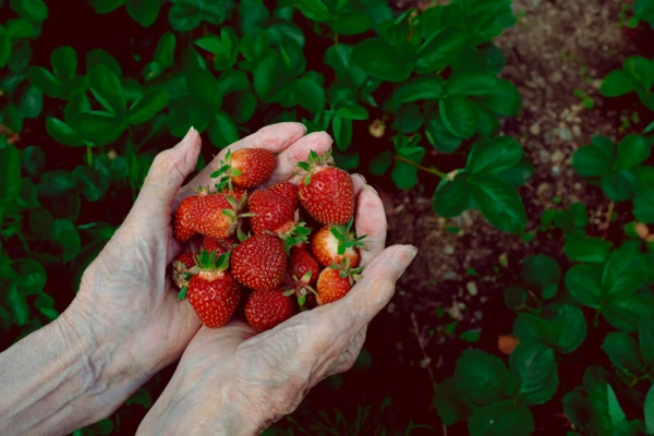 Strawberry cultivation