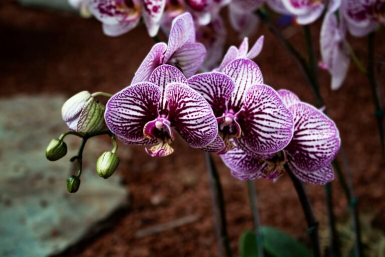 Orquídeas: Dicas para Florescer Sempre!