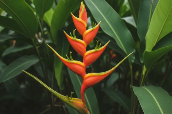 Planta Caeté Aprenda a Usar no Jardim e na Cozinha Agora