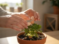 Mulher aplicando casca de ovo nas plantas
