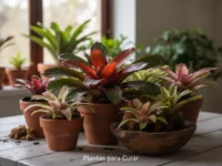 Como Cultivar a Bromélia Neoregelia e Destacar Suas Cores em Casa