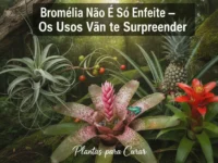 Bromélia Não É Só Enfeite — os Usos Vão Te Surpreender