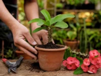 Como Plantar Coroa de Cristo do Zero sem Errar