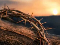 Coroa de Cristo Espinho com Curiosidades e Significado