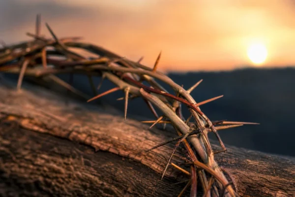 Coroa de Cristo Espinho com Curiosidades e Significado
