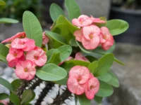 Coroa de Cristo Flor em alta: como estimular a floração
