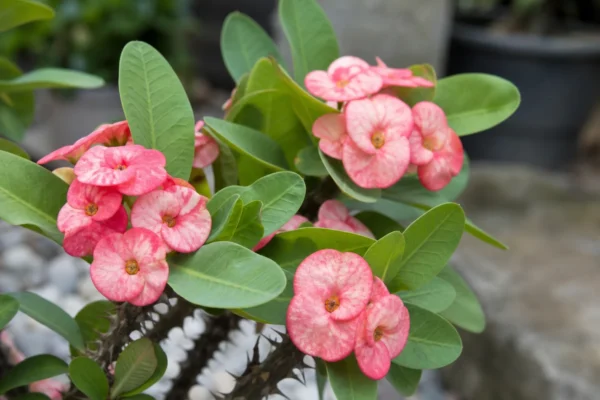 Coroa de Cristo Flor em alta: como estimular a floração