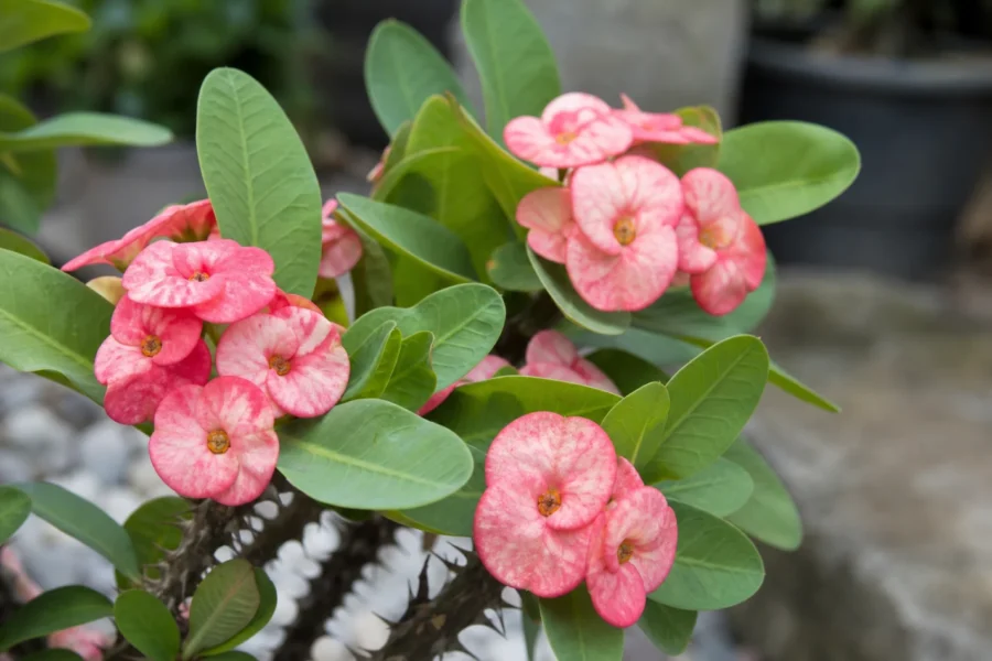 Coroa de Cristo Flor em alta: como estimular a floração