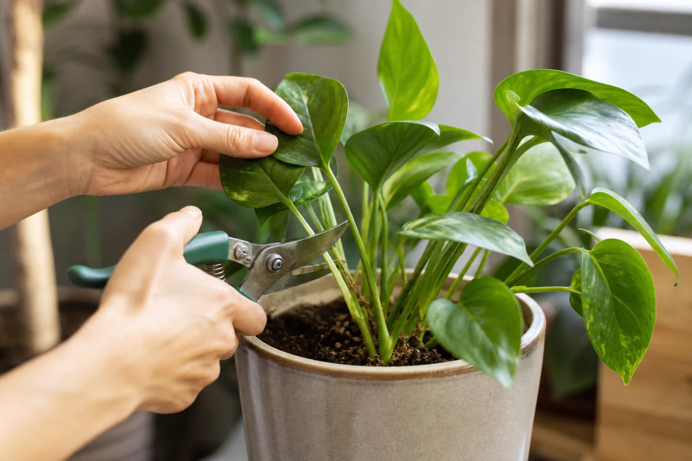 Poda e manutenção da planta 