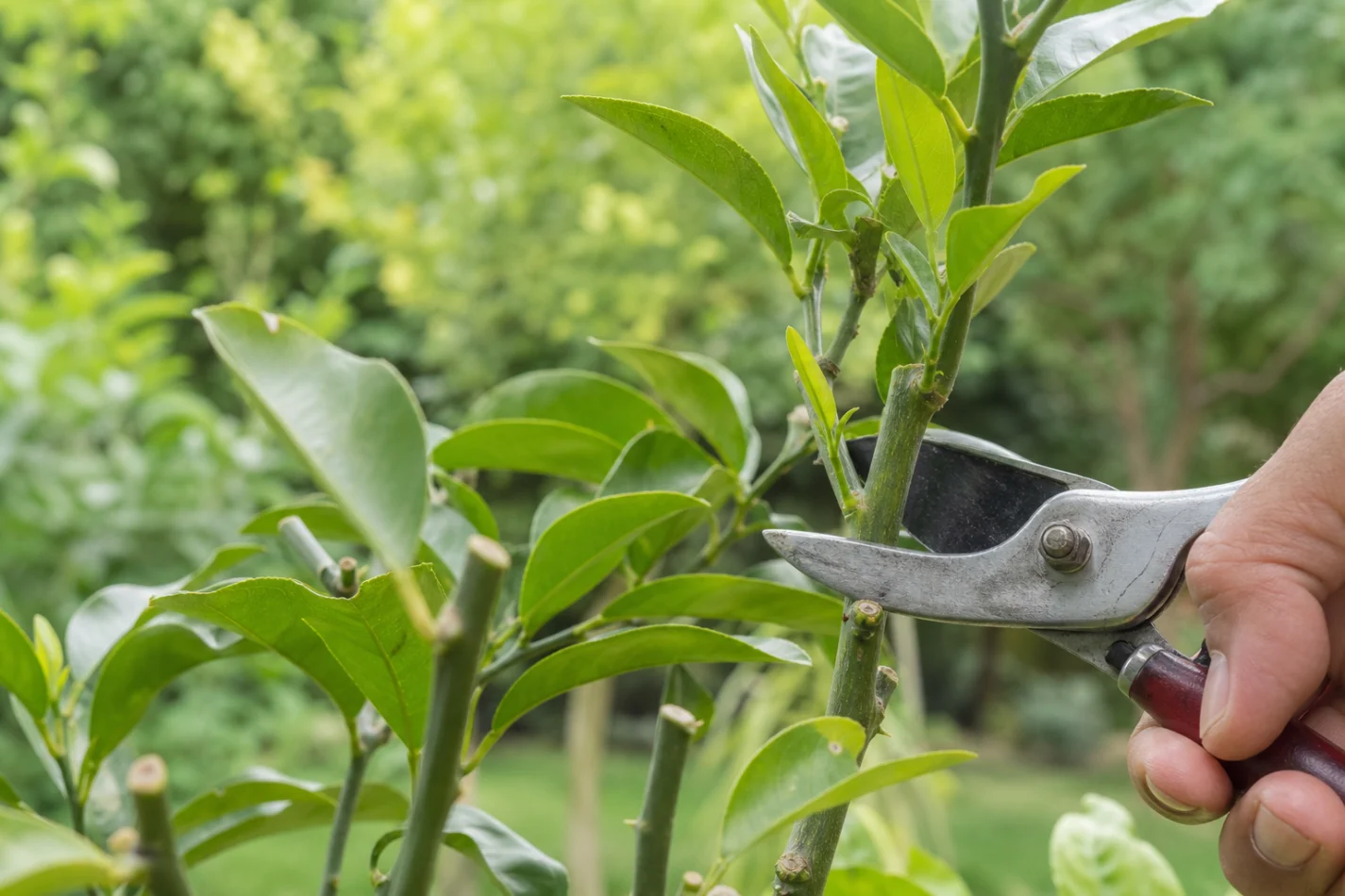 Poda para estimular a planta 