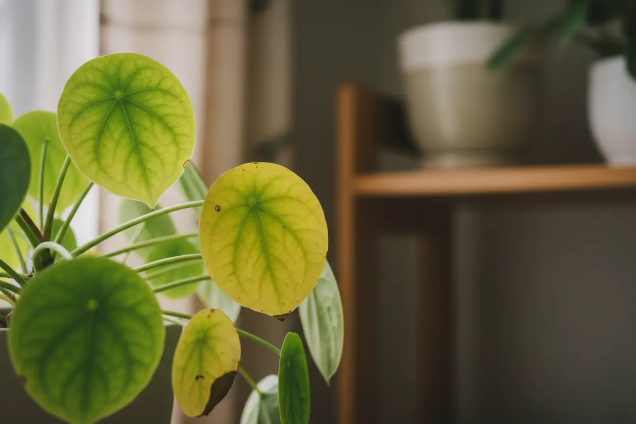 folhas amarelas na planta