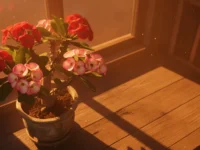 Vaso de Coroa de Cristo com flores vermelhas e rosa sob a luz dourada do sol na janela.