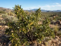 Chaparral: a Planta Desértica Que Choca Cientistas