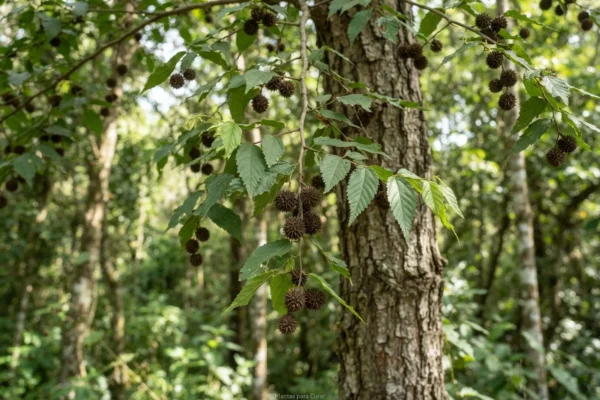 Guazuma Ulmifolia: o Nome Difícil da Árvore Que Faz Milagres