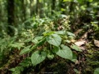 Persularia: a Planta Discreta com Poderes Surpreendentes